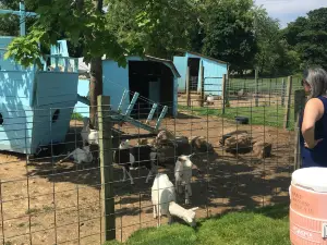 Catapano Dairy Farm