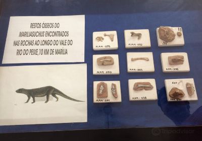 Museum of Paleontology