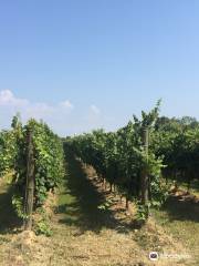 Vini Zaghis | Prosecco e vino sfuso - Cantina