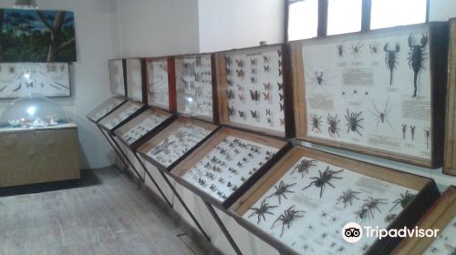 Museo Entomologico de Vicuna