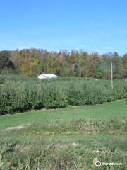 Stepp's Hillcrest Orchard