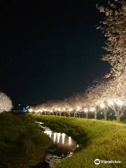 草場川の桜並木