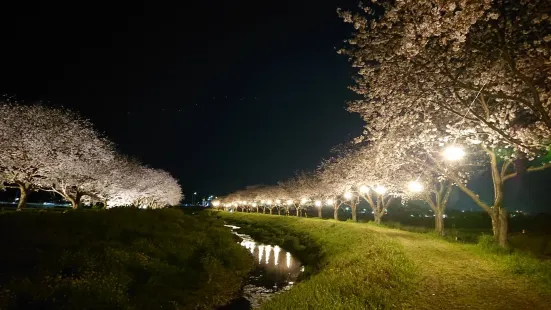 Kusaba River Cherry blossom trees