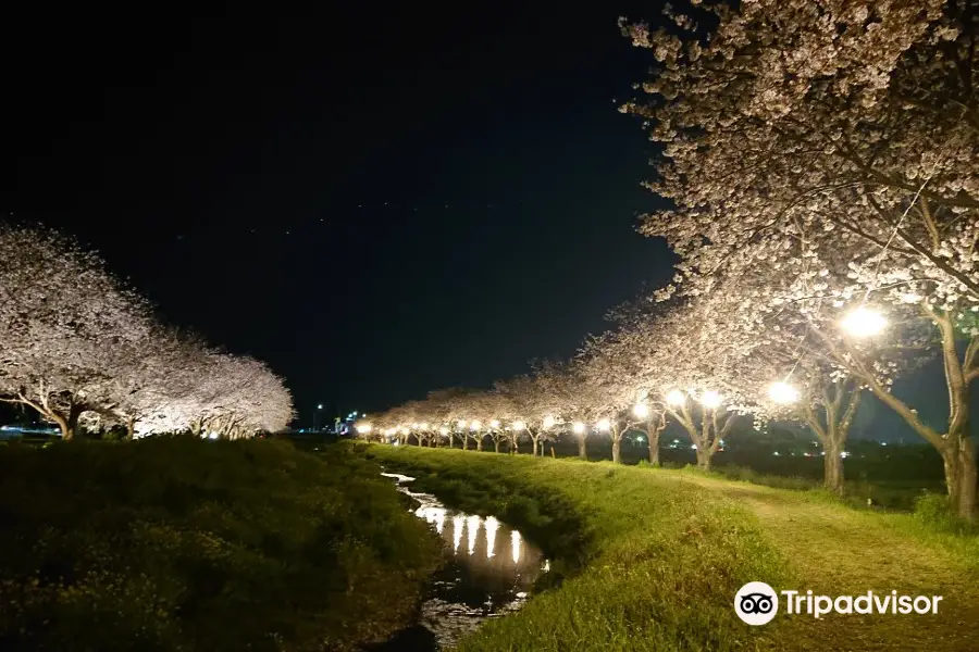 Kusaba River Cherry blossom trees