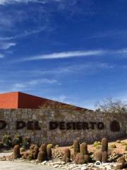 Museo del Desierto