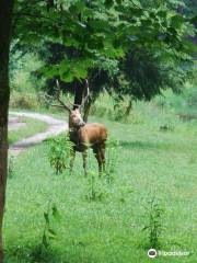 Citico Wildlife Wilderness