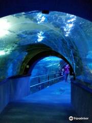 サンセバスチャン水族館