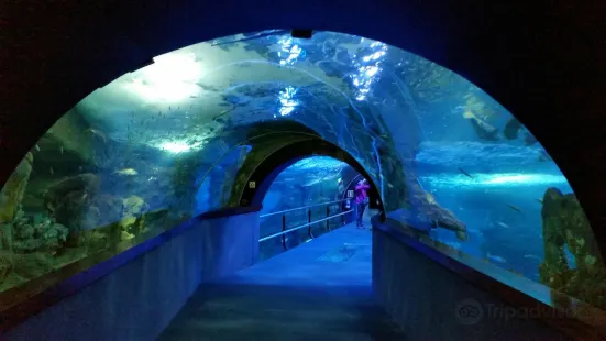 サンセバスチャン水族館