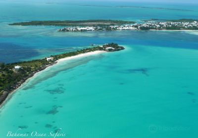 Bahamas Ocean Safaris