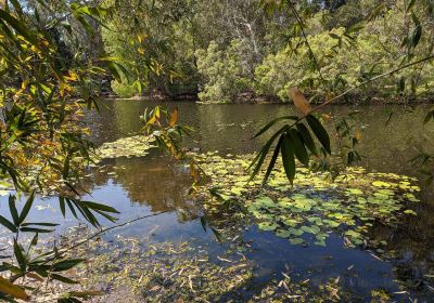 Jardín Botánico Regional de Gold Coast