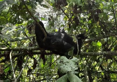 Kahuzi-Biega National Park