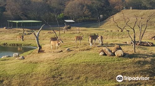 普利托裡亞動物園