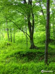 The Clarion/Little Toby Creek Trail