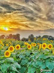 Grinter Sunflower Farms (Grinter Farms, Inc.)