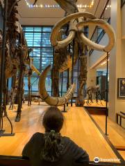 Beneski Museum of Natural History