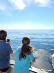 Marina del Rey Whale Watching