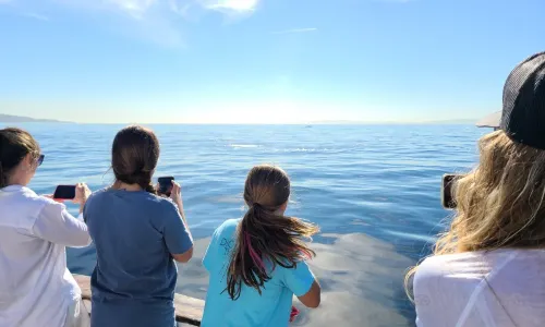 Whale Watching At Sea in Los Angeles