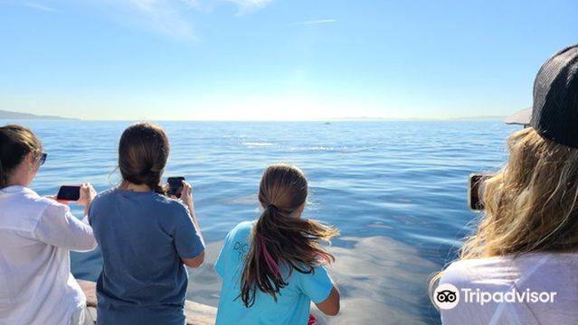 Whale Watching at Sea in Los Angeles