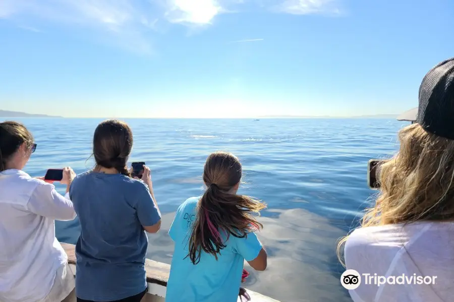 Marina del Rey Whale Watching