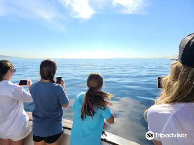 Whale Watching At Sea in Los Angeles