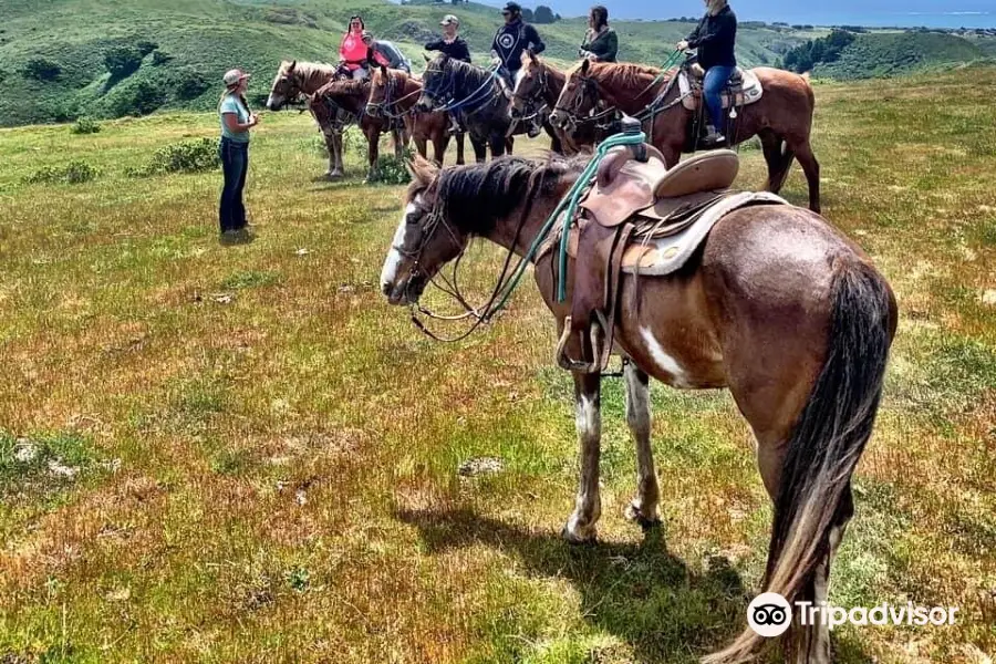 Horse N Around Trail Rides