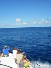 Aqua Açores, Lda - Whale and Dolphin Whatching
