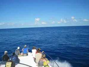 Aqua Açores, Lda - Whale and Dolphin Whatching