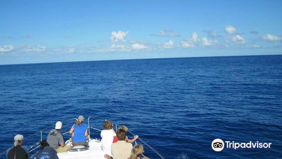 Aqua Açores, Lda - Whale and Dolphin Whatching