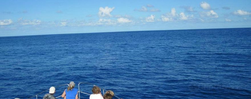 Aqua Açores, Lda - Whale and Dolphin Whatching