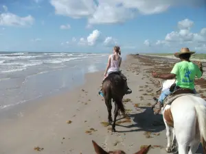 Horses On The Beach: Corpus Christi