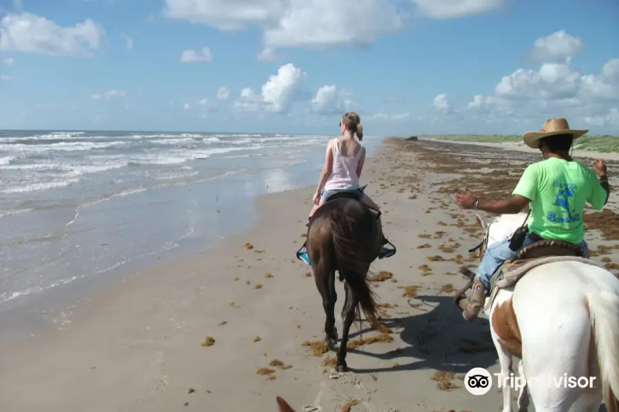 Horses on the Beach