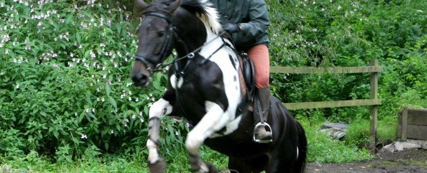 Rudge Riding - Cross Country Course