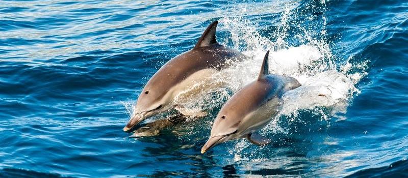 Montague Island Adventures & Charter Fish Narooma