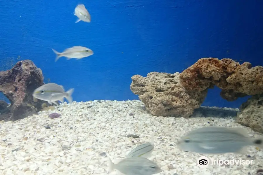 Almirante Paulo Moreira Oceanographic Museum