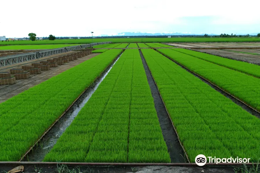 Sekinchan Paddy Fields