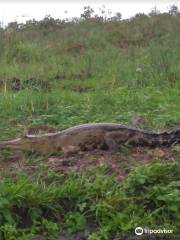 Gabon Wildlife Camps