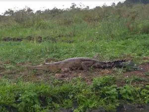 Gabon Wildlife Camps