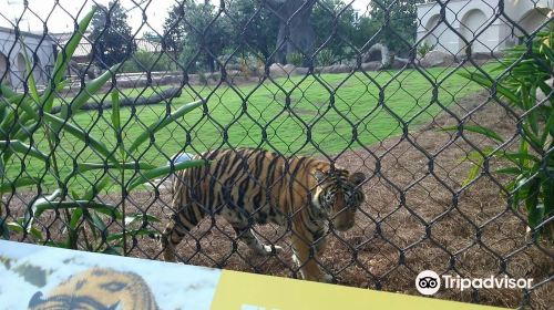 Mike the Tiger's Habitat