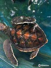 Sea Turtle Hatchery Centre, Mahamodara