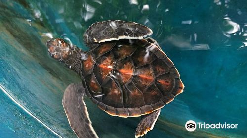 Sea Turtle Hatchery Centre, Mahamodara