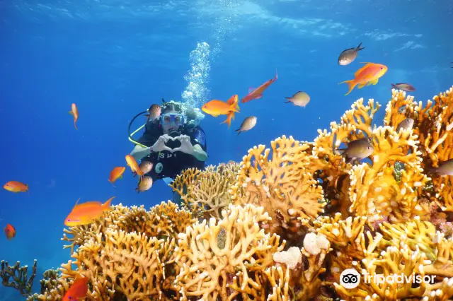 Diving in Sharm El Sheikh
