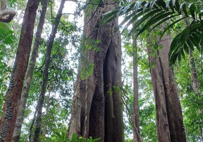 Makayuk - The Old Tree