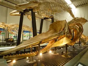 足寄動物化石博物館