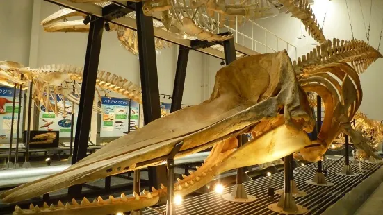 Ashoro Museum of Paleontology