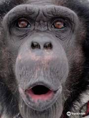 Wales Ape & Monkey Sanctuary