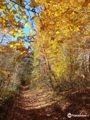 Dawson Forest Wildlife Management Area