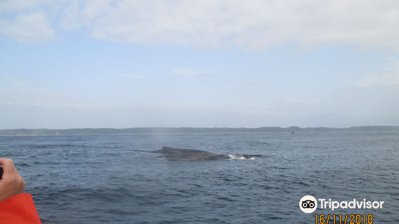 Ocean Experience Whale Watching