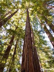 Redwood Nature trail
