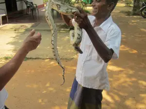 Sri Lanka Snake Farm weligama (tourist attraction)
