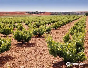 Bodega Elias Mora